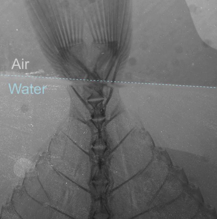 Improving X-ray resolution with less radiation