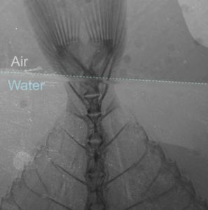 Improving X-ray resolution with less radiation