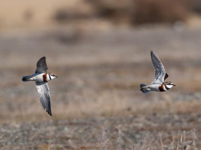 New Zealand banded dotterels