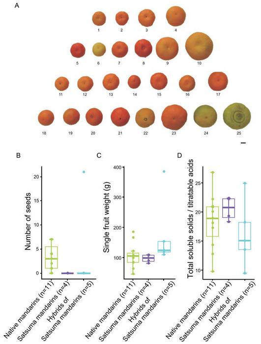 Phenotypic variation of Satsuma mandarins and related Citrus species.