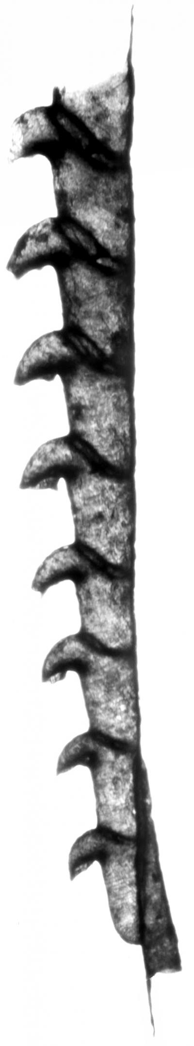 Graptolite Colony
