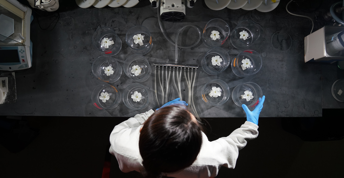 Benchtop extraction of floral volatiles