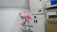 Artificial Pollinator and Lily