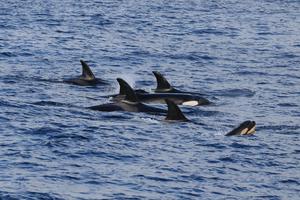 Killer whales