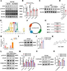 NR2F1 directly binds to STAT3 and regulates the expression of p-STAT3.