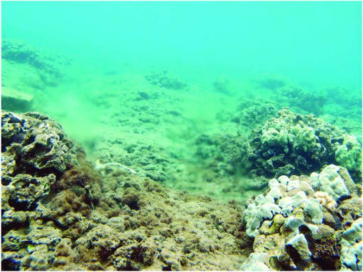 Submarine Groundwater Discharge