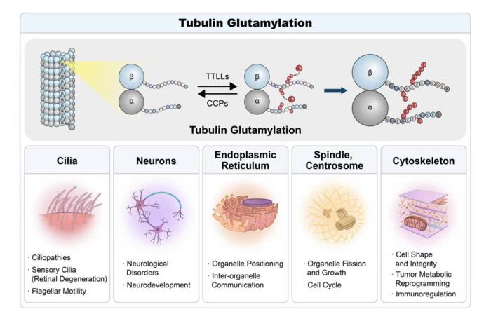 Tubulin Glutamylation