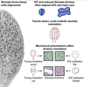 Graphical Abstract