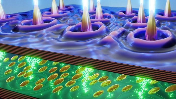 Several spatially separated laser spots spontaneously synchronize and emit as a single coherent supermode in a liquid-crystal microcavity