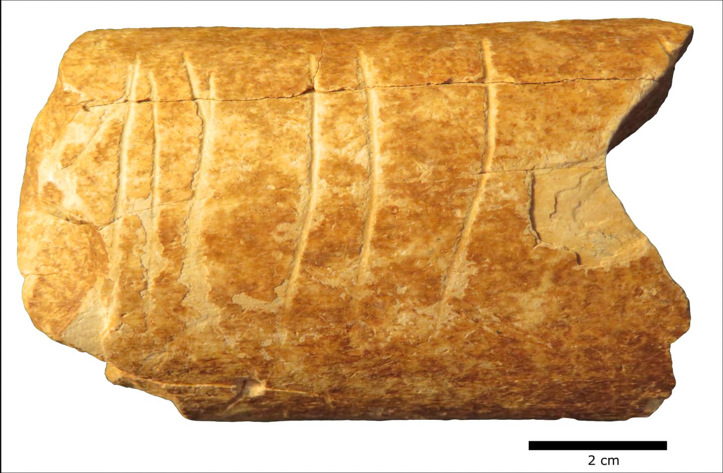 Illustration and photograph of the bone and the engravings