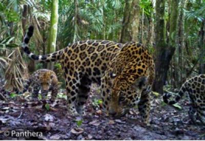 Jaguar Mother in Colombia Captured with Panthera's Camera Traps