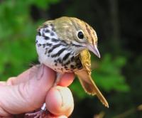 Ovenbird