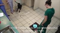 Behavioral Tests That Predict Guide Dog Success