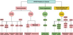 The tumor-promoting and tumor-suppressive functions of FXYD family proteins in various cancer types