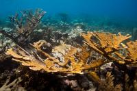 Elkhorn Coral (1 of 2)