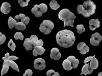 Foram Pearson.