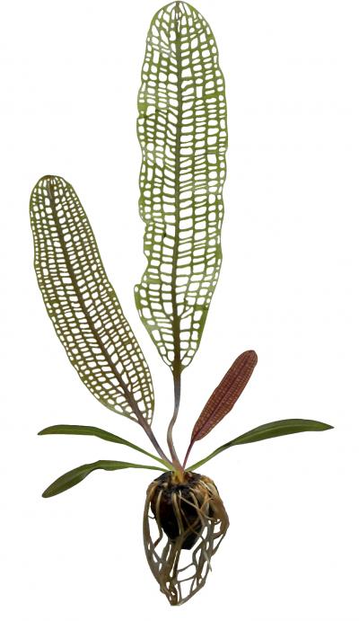 Lace Plant