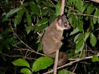 Bushbaby