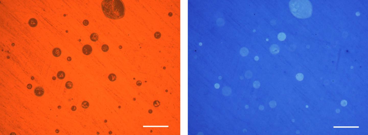 Microscopy images of droplets