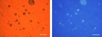 Microscopy images of droplets