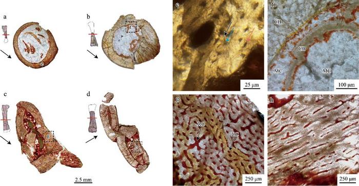 Femur histological sections of Psittacosaurus sp. (JLU DERC-Z0007)
