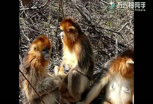 Seen for the First Time: Golden Snub-Nosed Monkeys Nurse Other Females' Infants (3 of 4)
