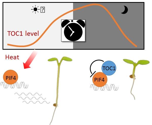 Plant Response to Elevated Temperatures Fluctuates by Time of Day