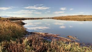 Potrero Pond, Suisun Marsh