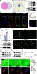 WIPF1-ACTN4 interaction and its role in podosome function during extravillous trophoblast (EVT) invasion.