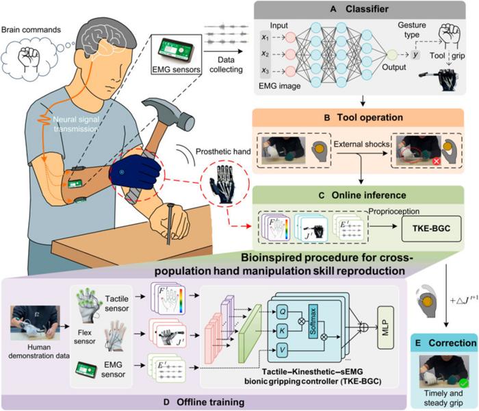 Pipeline of our framework. First, brain commands generate neural signals transmitted to the arm muscles, producing surface electromyography (sEMG) signals captured by sensors. The raw sEMG signals are collected and filtered to improve signal quality.