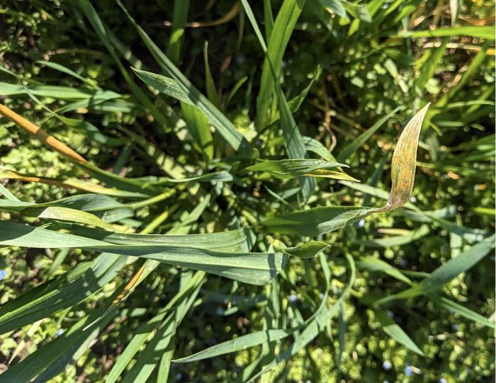 Wheat plants with yellow rust