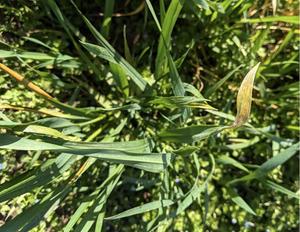Wheat plants with yellow rust