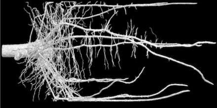 Maize Root System