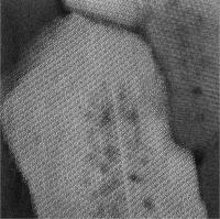 Human Enamel, World's Tiniest Sandwich