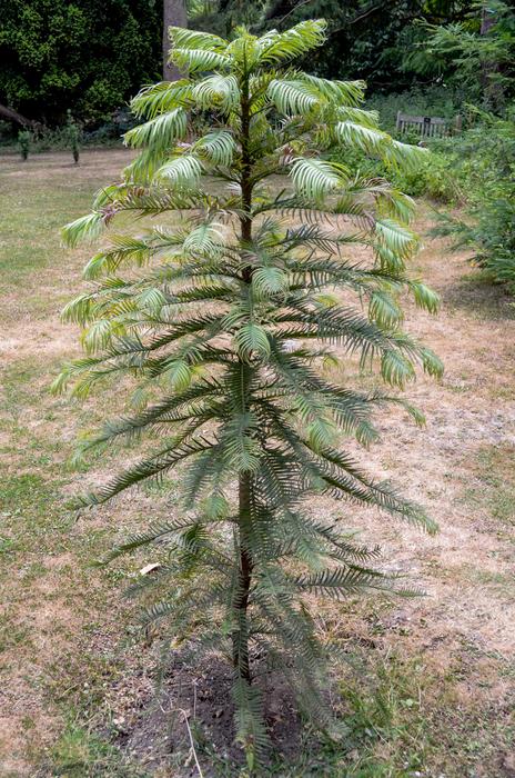 Wollemia nobilis is very common in cultivation, and a successful example of conservation