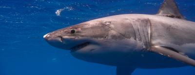White Shark