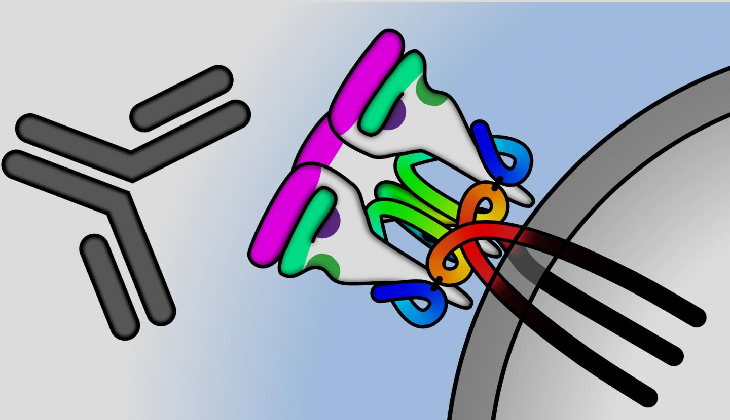 HIV-1 Envelope Protein