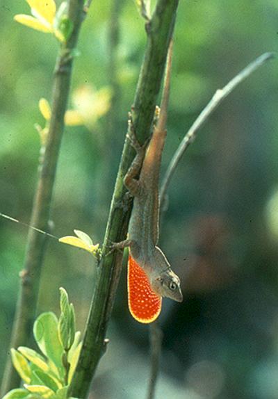 Lizards, Leg-Length, and Rapid Natural Selection