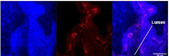 Red Nanoparticles