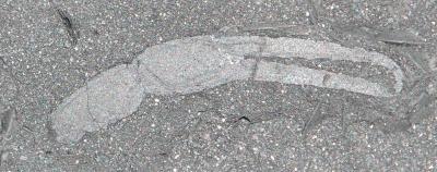 Pincers of the Scorpion