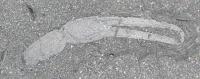 Pincers of the Scorpion