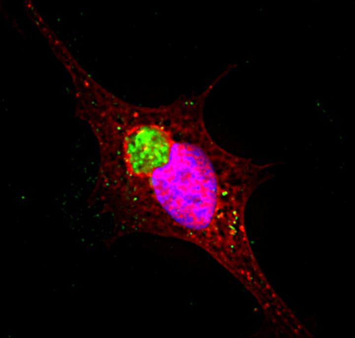 Fusion of Ruptured Vesicles