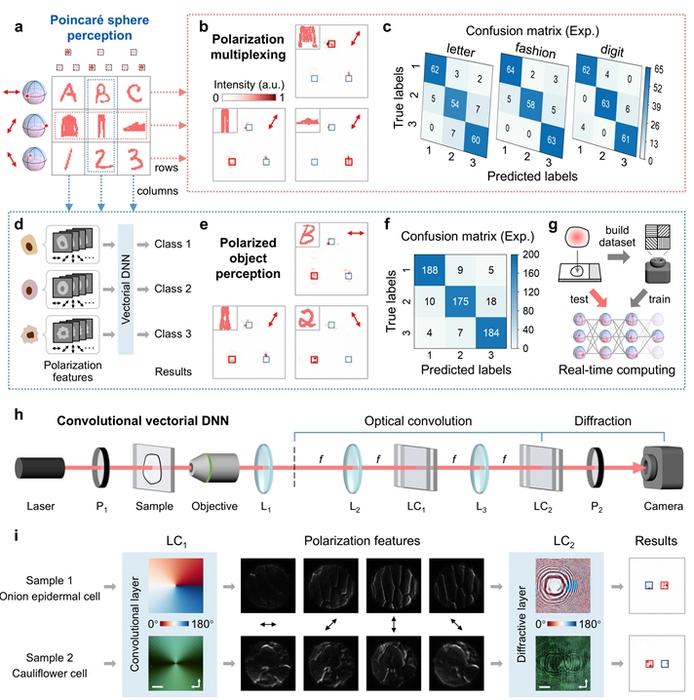 Figure 2 | Vectorial DNN for polarized object perception.
