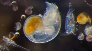 Science-Broll