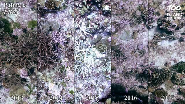 Palmyra Bleaching and Recovery