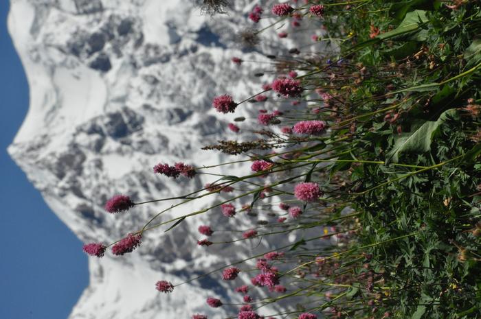 Fig. 2: Polygonum carneum () in front of the main ridge of the Greater Caucasus near Ushguli in Georgia at an altitude of approximately 2700 m.