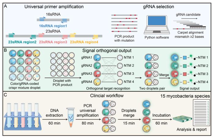 CRISPR-assisted nanodroplet platform for multiplexed mycobacteria identification