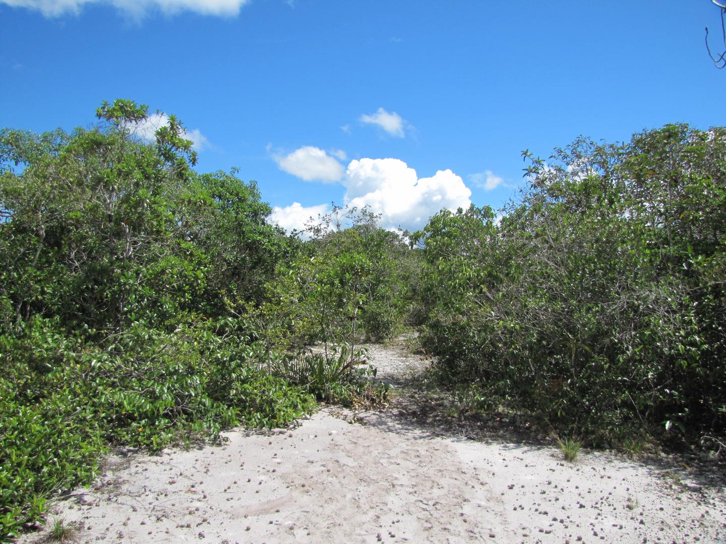 White sand ecosystem