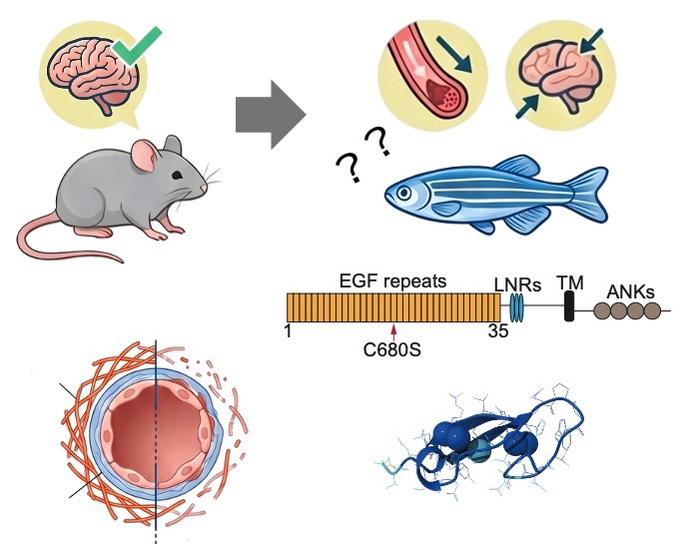 Unveiling a new animal model for CADASIL