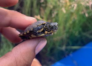 Cute turtle hatchling